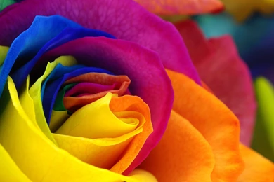 B81F95 Color Wallpapers: Rainbow Rose Orange Skin Blue Pink Flower ...