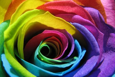 Rainbow Flower Wallpapers   Wallpapers Cave