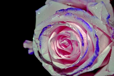 RAINBOW ROSE WALLPAPER   (