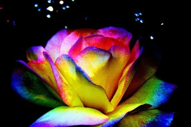 Rainbow Rose Of The Night By Fuzzypurpleslasher On DeviantArt