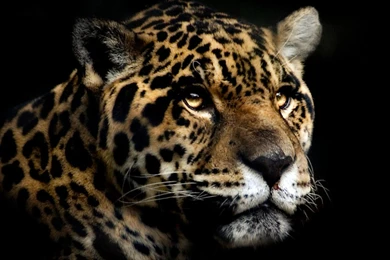 Jaguar Wallpapers Collection (25+)