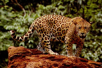 Jaguar Hd Wallpapers 1080p   Free Hd Wallpapers