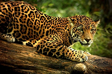 Angry Jaguar 2560x1600px