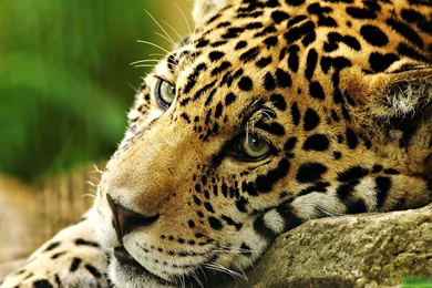 Lion Brave Animal Wallpapers Click To View