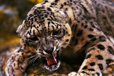 Jaguar Wallpapers HD