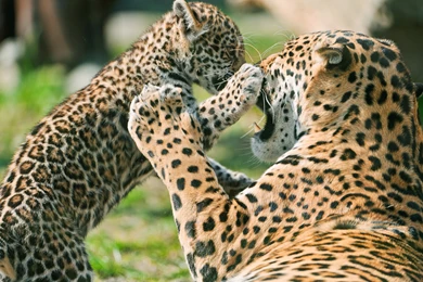 Jaguar Pics Collection (39+)