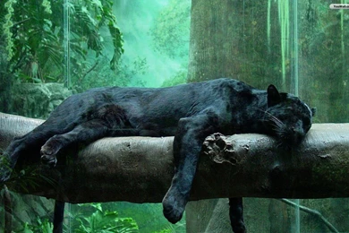 Jaguar Black Panther Wallpaper, Black Jaguar Wallpapers   JohnyWheels