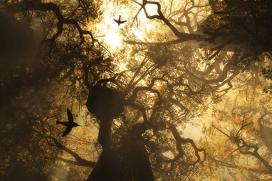 GUI Champs 2012: Most Creative And Most Usable Wallpapers Winners ...