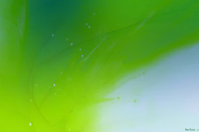 NonToxic Wallpapers By Leikoo On DeviantArt