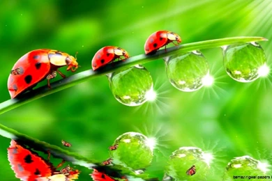 Best 3D Wallpapers For Desktop Free Download