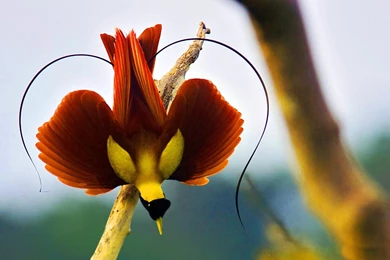 Lesser Bird Of Paradise Wallpapers HD Resolution : Animal ...