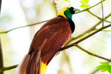 Greater Birds Of Paradise Hd Wallpapers Widescreen Backgrounds ...