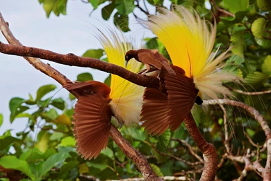 42 Greater Bird Of Paradise HD Wallpaper,Images,Pictures,Photos,HD ...