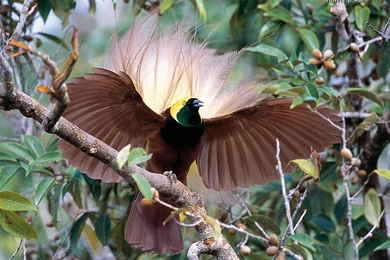 Lesser Bird Of Paradise Wallpapers : Animal Wallpapers   Rakaruan.com