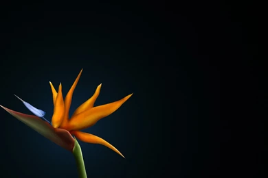 Free Bird Of Paradise Flower Wallpapers   HD Wallpapers