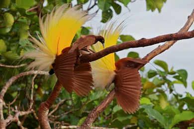 Bird Cendrawasih Birds Birds Of Paradise Birds Of Paradise ...