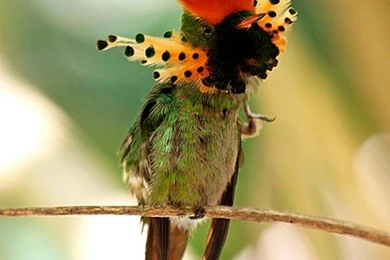 Bird Of Paradise Wallpapers