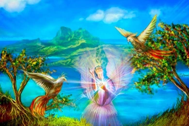 Bird Of Paradise Wallpapers   (