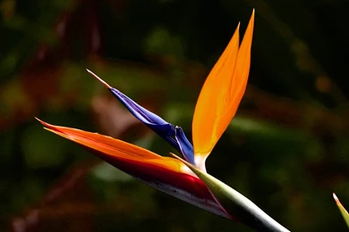 Birds Of Paradise Flower Wallpapers