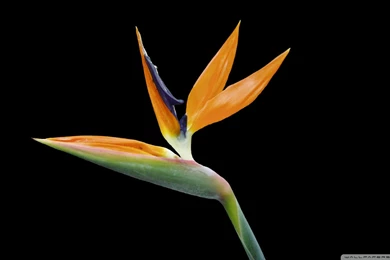 Bird Of Paradise Wallpapers Flower