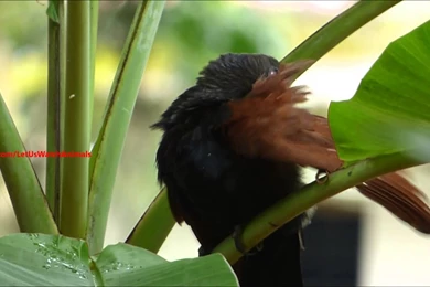 Lesser Bird Of Paradise Wallpapers High Quality : Animal Wallpapers ...