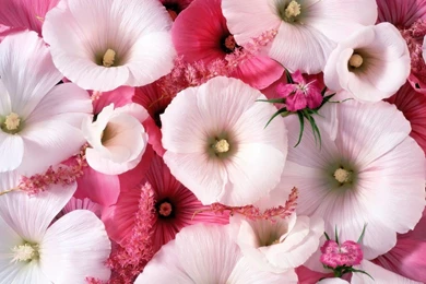 Nice Wallpapers Hd For Mobile