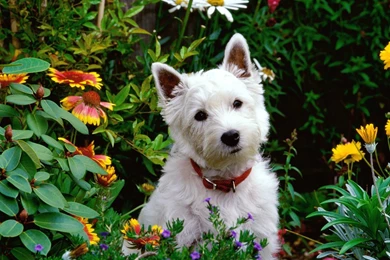 3D, Nature Wallpapers: Nice Wallpapers Hd Nature Wallpapers Nature ...