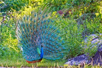 Peacock Nice And Best Hd Wallpapers