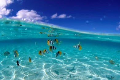 Beaches The Most Beautiful Nature Of World D Tropical Fish 121824 ...