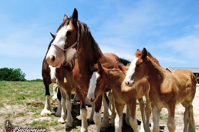 Clydesdale Pictures & Videos   Warm Springs Ranch