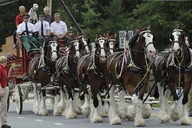 Crisis Averted: Budweiser Clydesdales Will Appear In Super Bowl ...