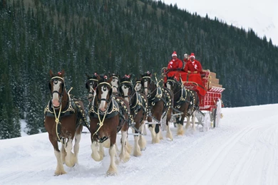 Budweiser Clydesdale Horses Christmas