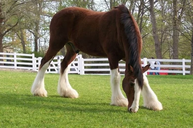 Budweiser Clydesdale Horse Wallpapers   Bing Images