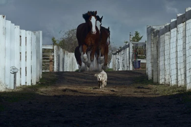 Budweiser Lost Dog Is Found   The Inspiration Room