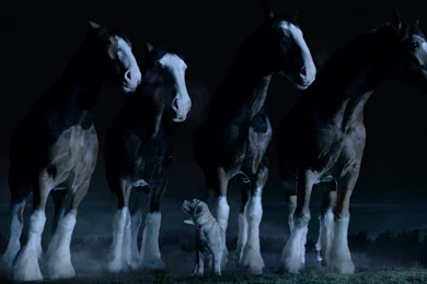 Budweiser Lost Dog Is Found   The Inspiration Room