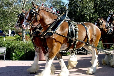 Budweiser   DeviantArt