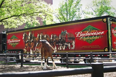 The Best Budweiser Clydesdale And Dog Commercials