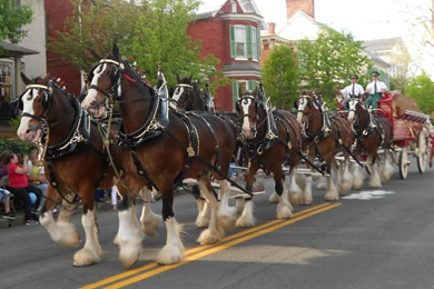 Budweiser Clydesdales