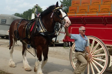 Budweiser Clydesdales II By Hiddendemon 666 On DeviantArt