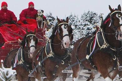 Budweiser Clydesdales Celebrate 83rd Anniversary With Anheuser ...