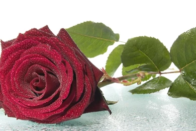 Red Rose Flower Wallpapers For Desktop Hd Wallpapers – Hd Wallpapers ...