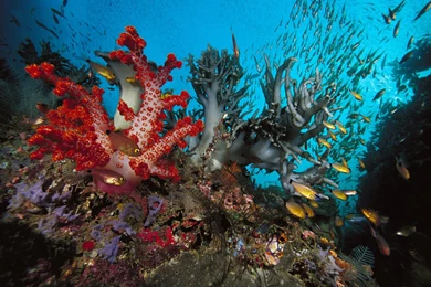 Wallpapers Star Fish Corral Algae Hd Desktop 1920x1200