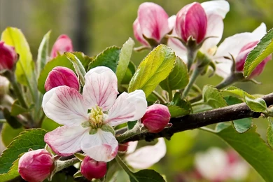 Desktop Wallpapers Apple Blossom