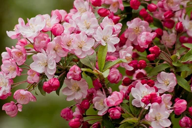 Apple blossom 01.jpg