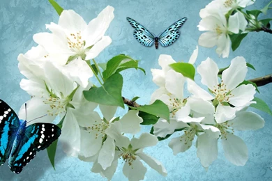 Purity Of White Apple Blossoms >> HD Wallpaper, Get It Now!