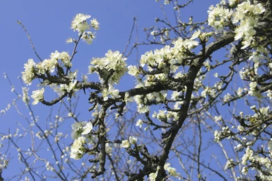 Desktop Apple Blossom Images Wallpapers