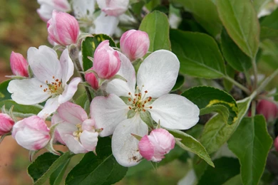 212: Apple Blossom Flower Wallpapers