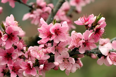 Apple Tree Bright Spring Pink Flowers Petals Blossoms Tender ...