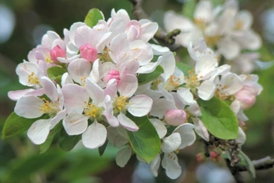 Desktop Wallpapers Apple Blossom