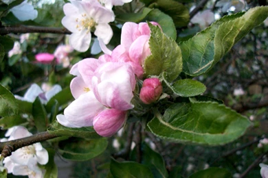 2560x1920 Apple Blossom II Desktop PC And Mac Wallpapers
